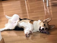 -翊宠yipet猫狗购宠庄园犬舍•猫舍