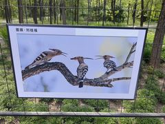 -野鸭湖国家湿地公园