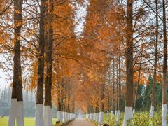 -合肥滨湖国家森林公园