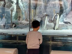 -帝企鹅自助餐厅•儿童岛•真企鹅(长隆企鹅酒店)