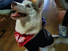 -Husky Go! 哈士奇体验馆·宠物咖啡厅狗咖