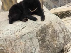 -青峰峡国家森林公园