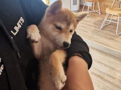 -南京Hallo宠物乐园·哈罗犬舍·柴犬繁育基地