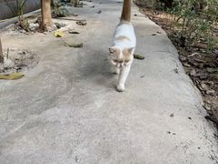 -宠颐生猫科·内科皮肤科(西平世纪城店)