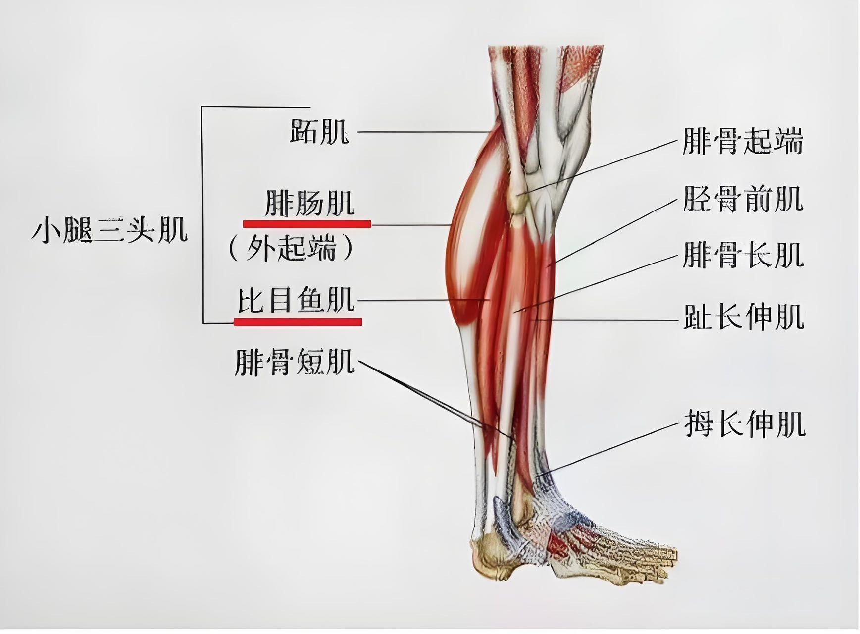 健身坚持一段时间会发现有几个部位很难减下来,大腿,小腿和下腹部