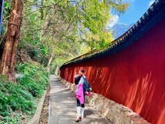 -天目山大树王景区