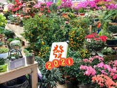 -双季花艺园艺市场(浦东店)