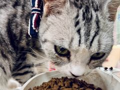 -猫小院猫主题餐厅(南锣旗舰店)