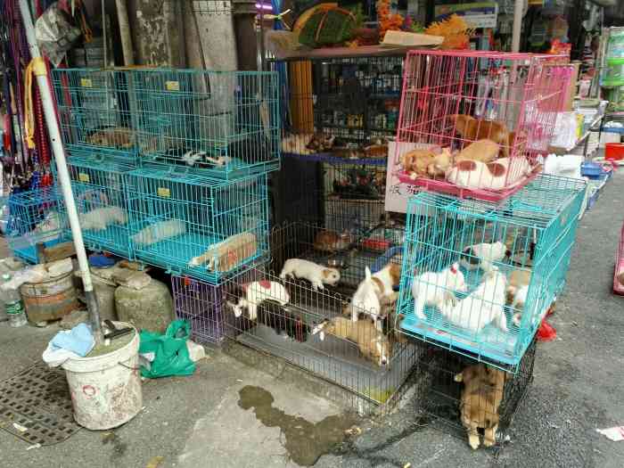 福州猫狗市场图片