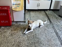 -大王油茶(二厂文创公园店)