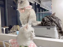 -怪兽屋·羊驼·猫咖·狗咖(俊华广场店)
