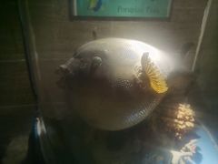-太平洋海底世界餐厅
