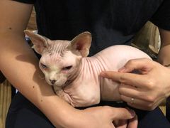 -猫小院猫主题咖啡厅(北锣店)