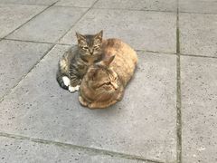 -竹吟山房