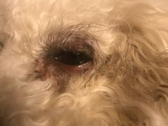 -北京赛佳动物医院