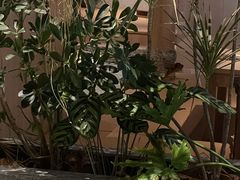 -奈雪茶院·茶室茶馆(广州粤海天地店)