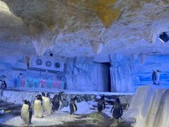 -海合安青岛极地海洋公园