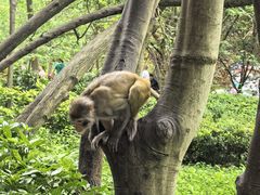 -黔灵山公园