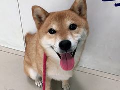 -申普宠物医院·眼科·心内科·影像科(普陀分院)