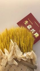 -苗方清颜•痘肌问题肌专研