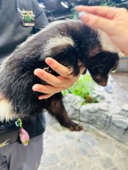 -Zoolung Zoolung动物主题公园(海信广场店)