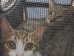 -艾贝尔宠物医院·狂犬免疫点(江山金象城店)
