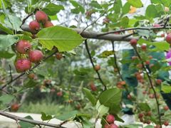 -大岭沟猕猴桃谷风景区