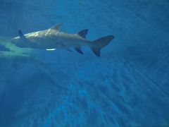 -北戴河圣蓝海洋公园