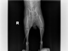 -瑞派·关忠动物医院·猫专科·犬专科(三环新城店)