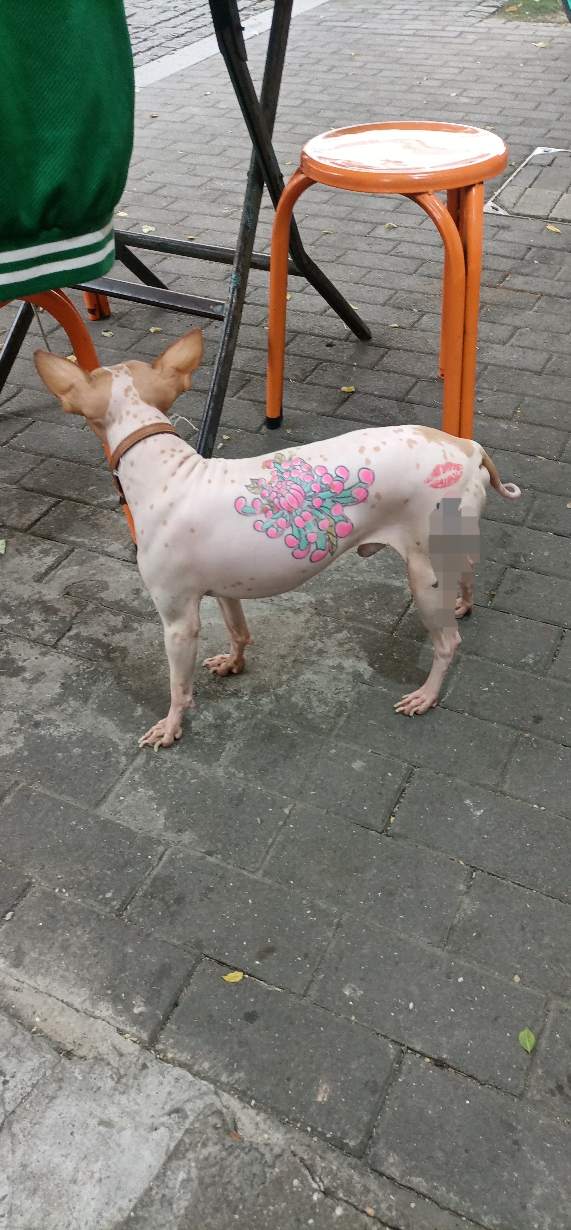 谁的创意!狗纹身