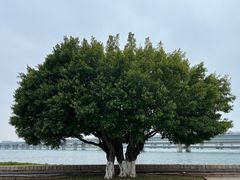 -集美学村