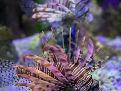 -太平洋海底世界