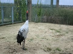 -盐城丹顶鹤湿地生态旅游区