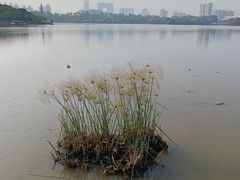 -海珠湖公园