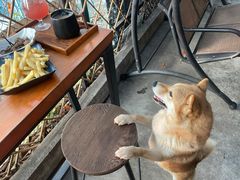 -柴犬高等学院·狗咖·柴犬售卖·宠物训练