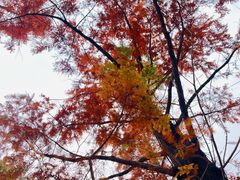 -白水寺森林公园