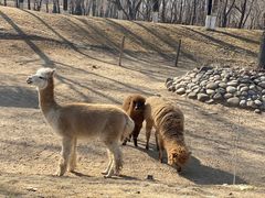 -北京野生动物园