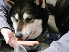 -柴犬高等学院·狗咖·柴犬售卖·宠物训练