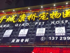 -千城康桥宠物医院·猫科·骨科·心脏