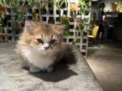 -自由生长植物工作室(深港花卉中心店)