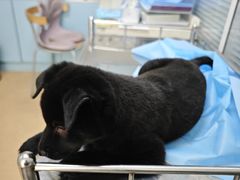 -瑞派·关忠动物医院·猫专科·犬专科(三环新城店)