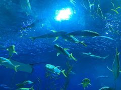 -芜湖新华联大白鲸海洋公园