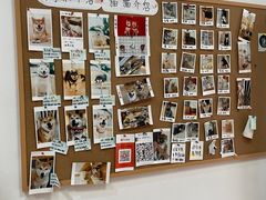 -是阿柴呀！柴犬咖啡·爱喵喵猫咖