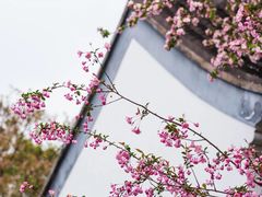-莫愁湖公园