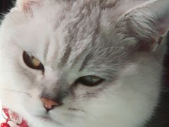 -瑞派宠物医院·24小时骨科·心脏·核磁(哈尔滨南岗店)