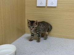 -美联众合爱康动物医院•复杂内科•肿瘤科•牙科•腔镜诊疗中心