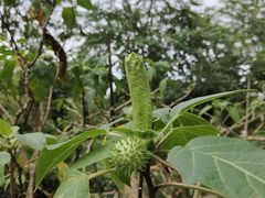 -东莞植物园