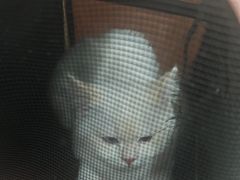 -米苏动物医院·犬猫专科·骨科外科内窥镜