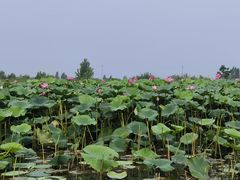 -白洋淀风景区