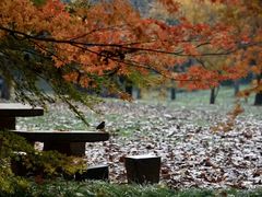 -上海共青森林公园